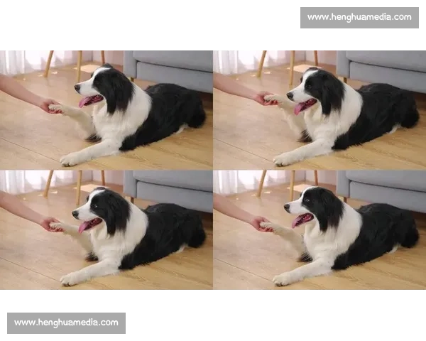 极速反应与智慧较量：边境牧羊犬精彩视频比赛集锦